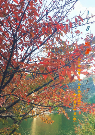北野.png